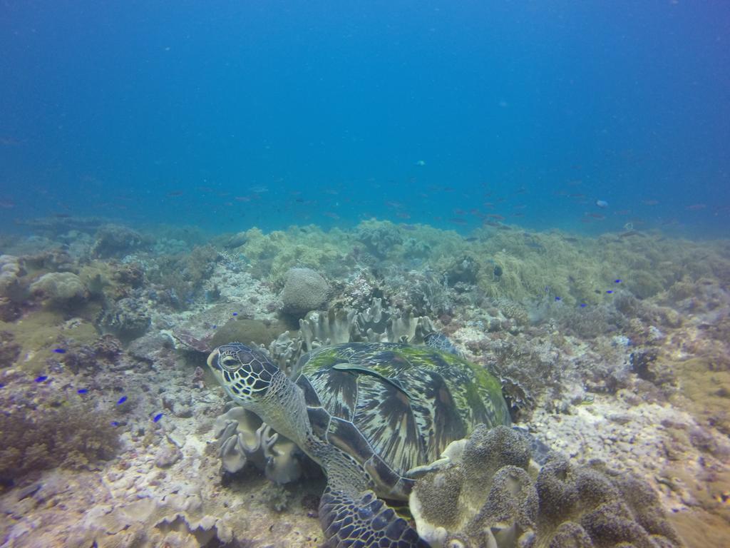 Coco White Beach Resort Bohol Esterno foto